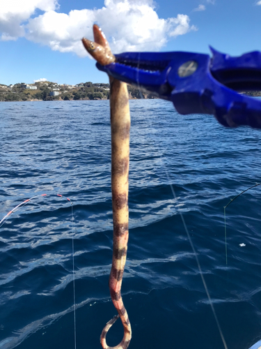 ウツボの釣果