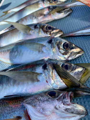 マアジの釣果