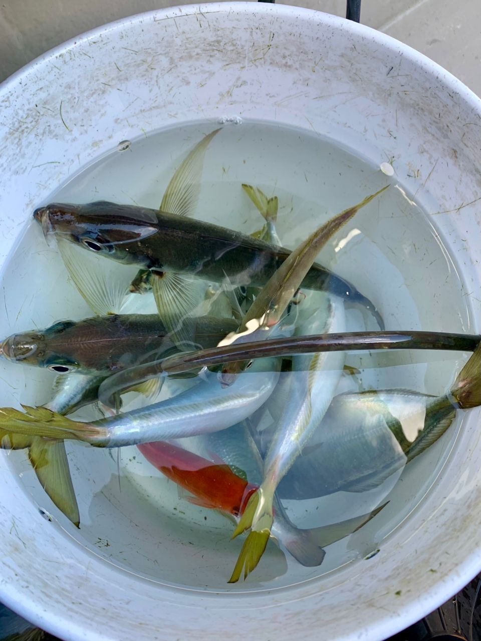 わじゅけんさんの釣果 2枚目の画像