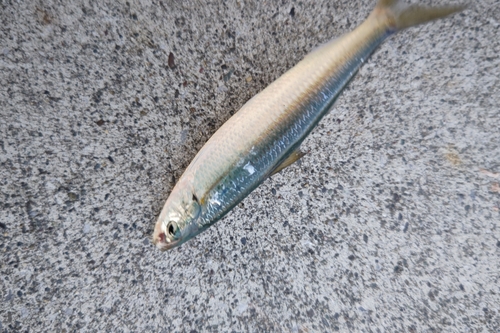 イワシの釣果