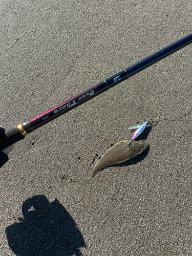 シタビラメの釣果