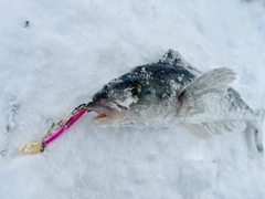 ホッケの釣果