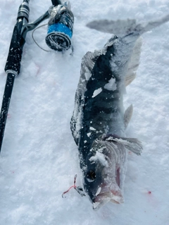 ホッケの釣果