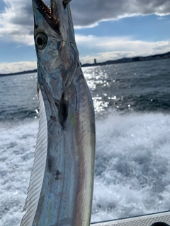 タチウオの釣果