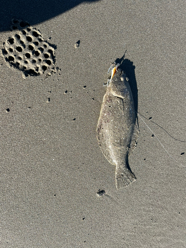 ヒラメの釣果