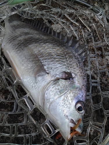 キビレの釣果