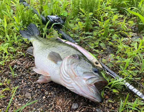 ブラックバスの釣果