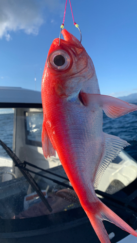 キンメダイの釣果