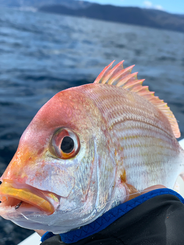 キダイの釣果