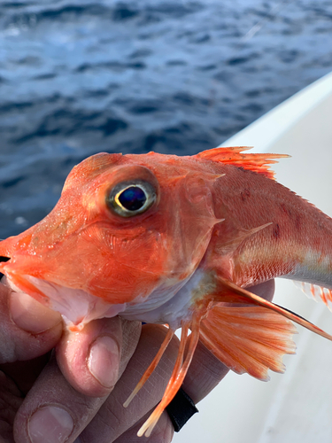 カナガシラの釣果