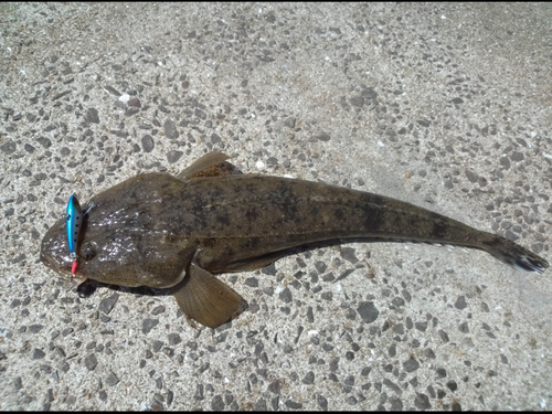 マゴチの釣果