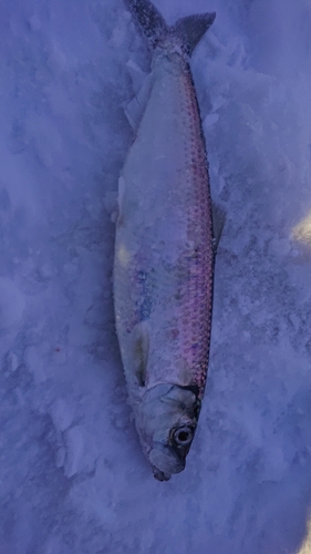 ニシンの釣果