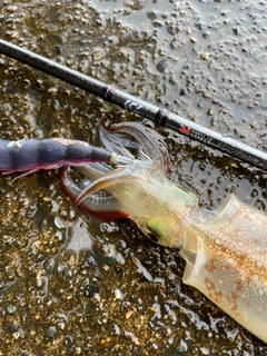 ヤリイカの釣果