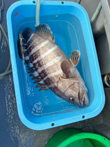 マハタの釣果