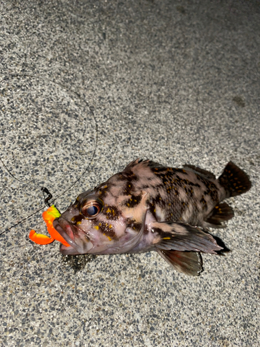 オウゴンムラソイの釣果