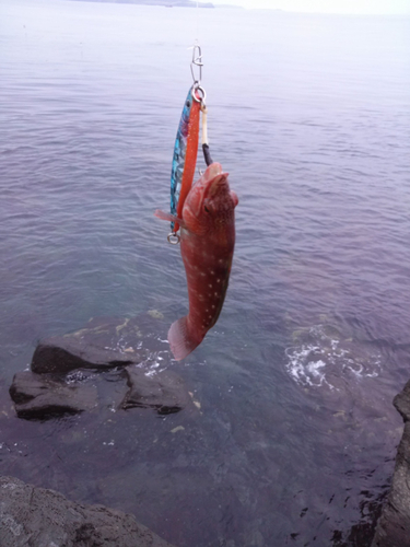 ホシササノハベラの釣果