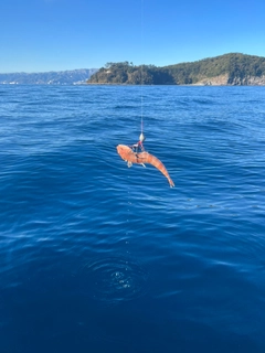 エソの釣果