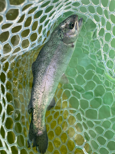 ニジマスの釣果