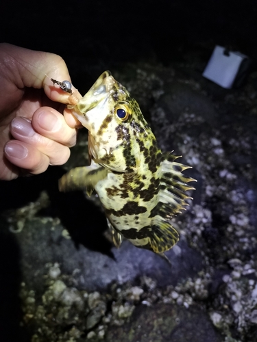 タケノコメバルの釣果