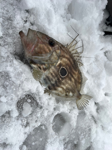 マトウダイの釣果