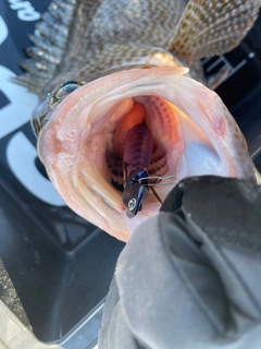 オオモンハタの釣果