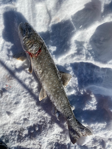 アメマスの釣果