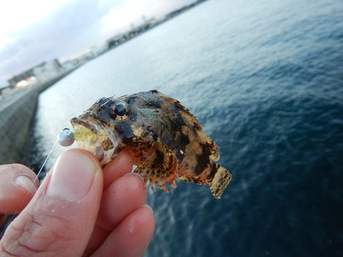 ヨロイメバルの釣果