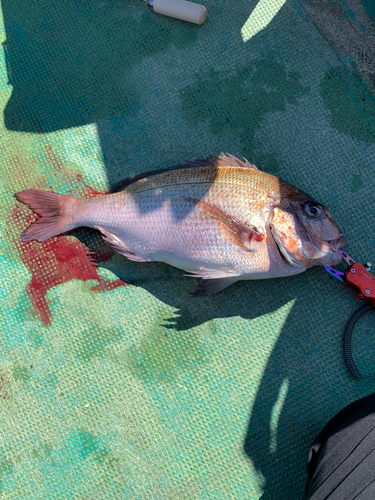 マダイの釣果