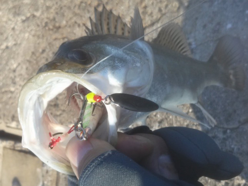 シーバスの釣果