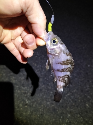 シロメバルの釣果