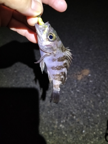 シロメバルの釣果