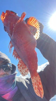 オニカサゴの釣果