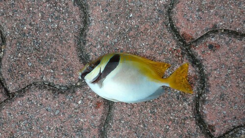 ヒメアイゴの釣果