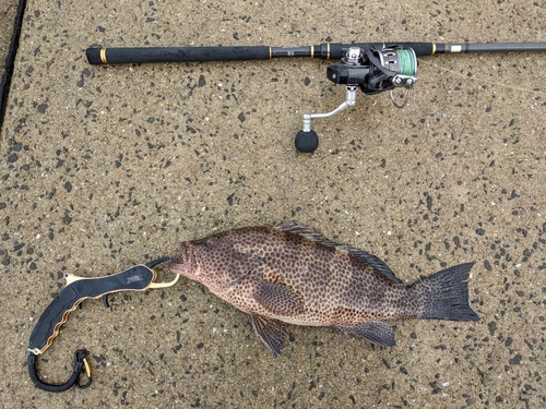 オオモンハタの釣果