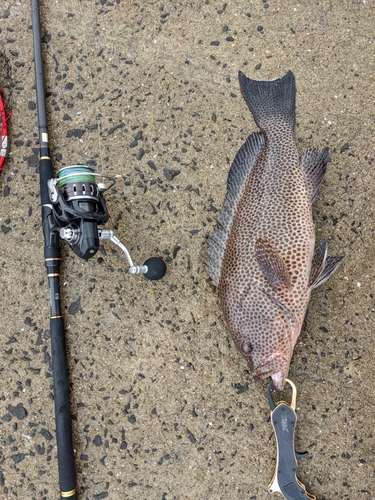 オオモンハタの釣果