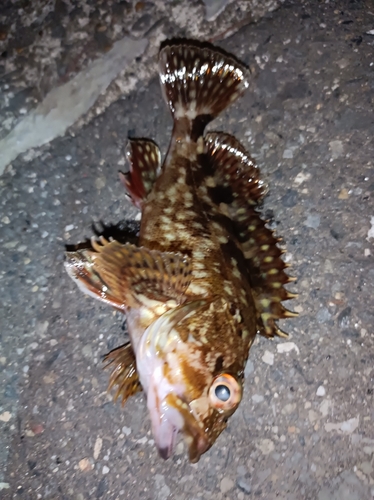 カサゴの釣果