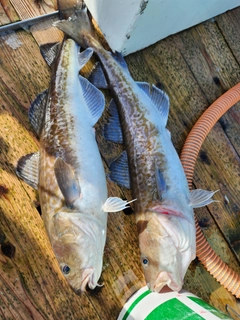 マダラの釣果