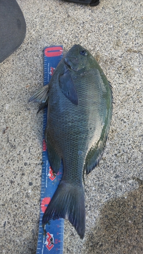 クチブトグレの釣果