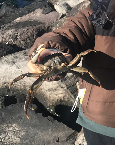 モクズガニの釣果