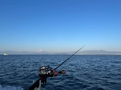 ヒメコダイの釣果