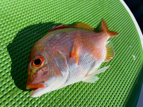 レンコダイの釣果