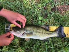 ラージマウスバスの釣果