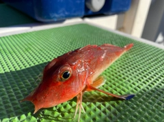 カナガシラの釣果