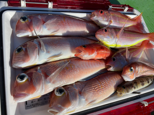 アマダイの釣果