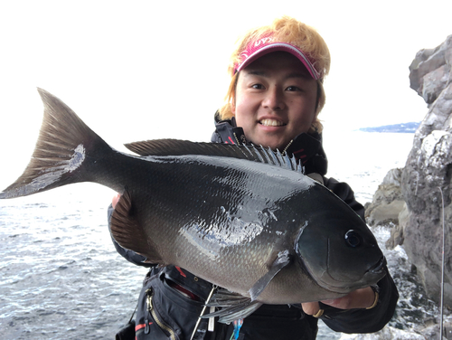 メジナの釣果