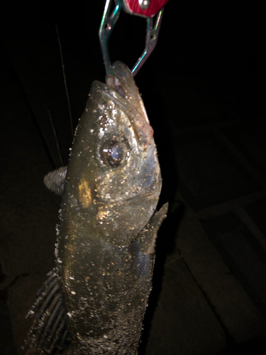 セイゴ（タイリクスズキ）の釣果