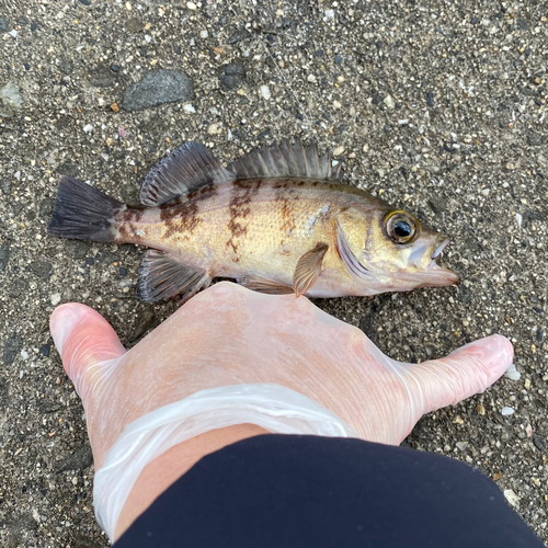 メバルの釣果