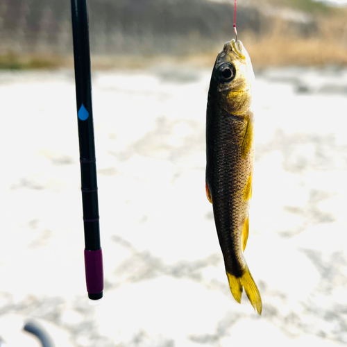 カワムツの釣果