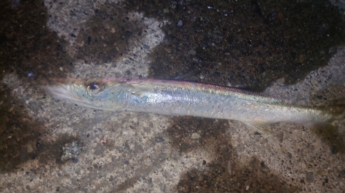 カマスの釣果