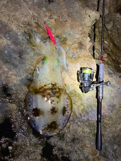 アオリイカの釣果